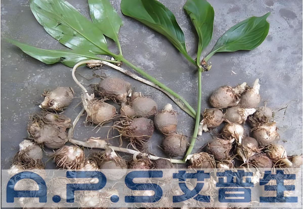 星空体育注册官网
热泵烘干机-中药材半夏烘干-1.jpg