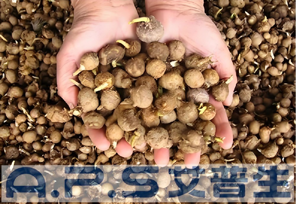 【星空体育注册官网
A.P.S】中药材烘干知识普及【一】：科学合理的半夏烘干工艺